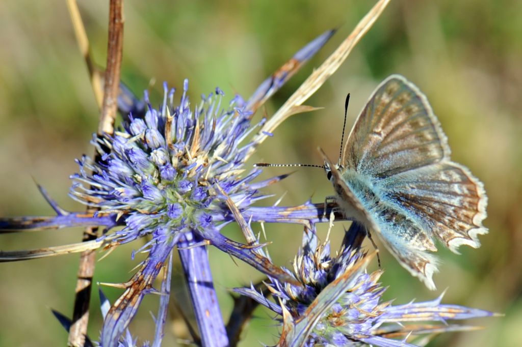 Polyommatus (Meleageria) daphnis
